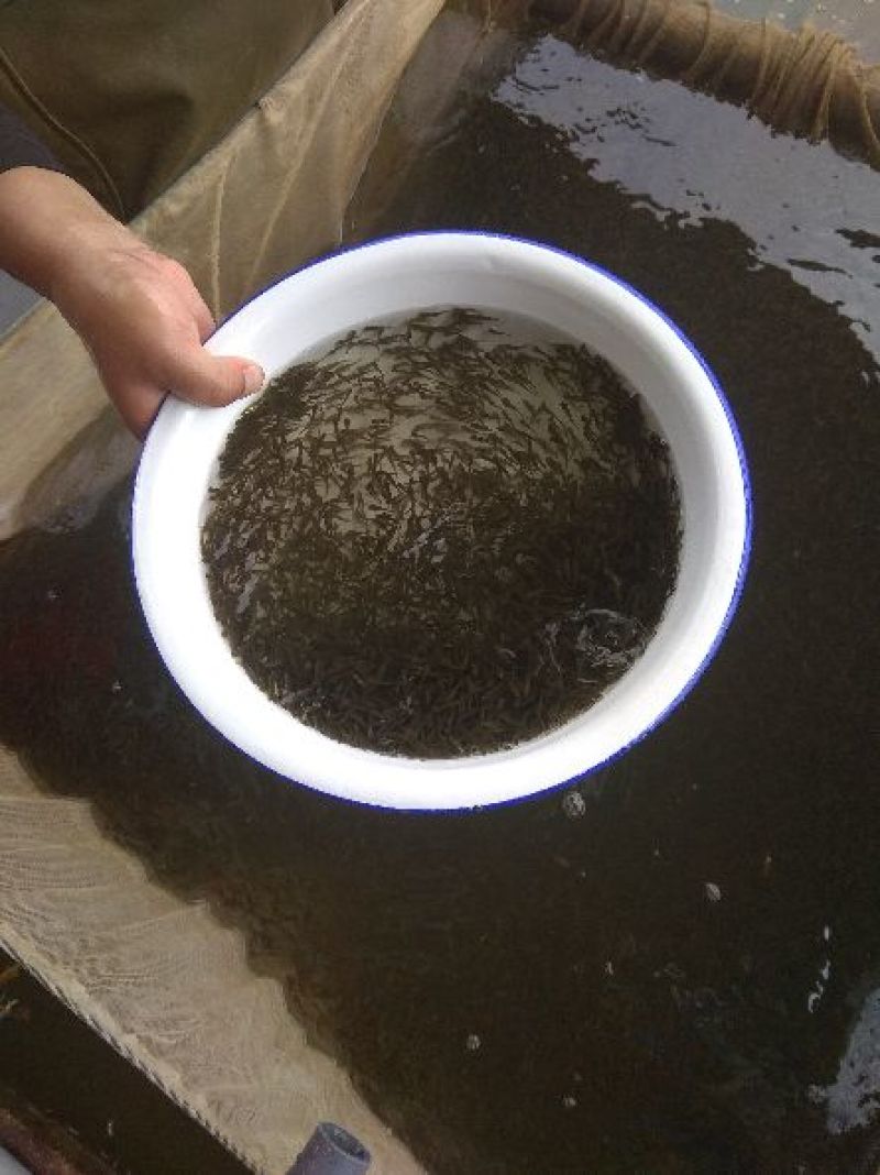 草鱼夏花