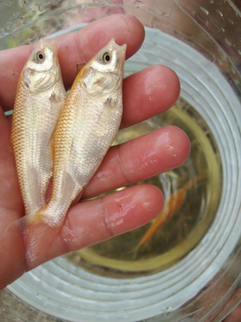 俄罗斯金草鱼(黄金鲩)