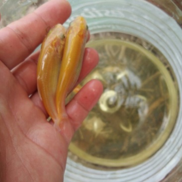 俄罗斯金草鱼(黄金鲩)