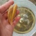俄罗斯金草鱼(黄金鲩)