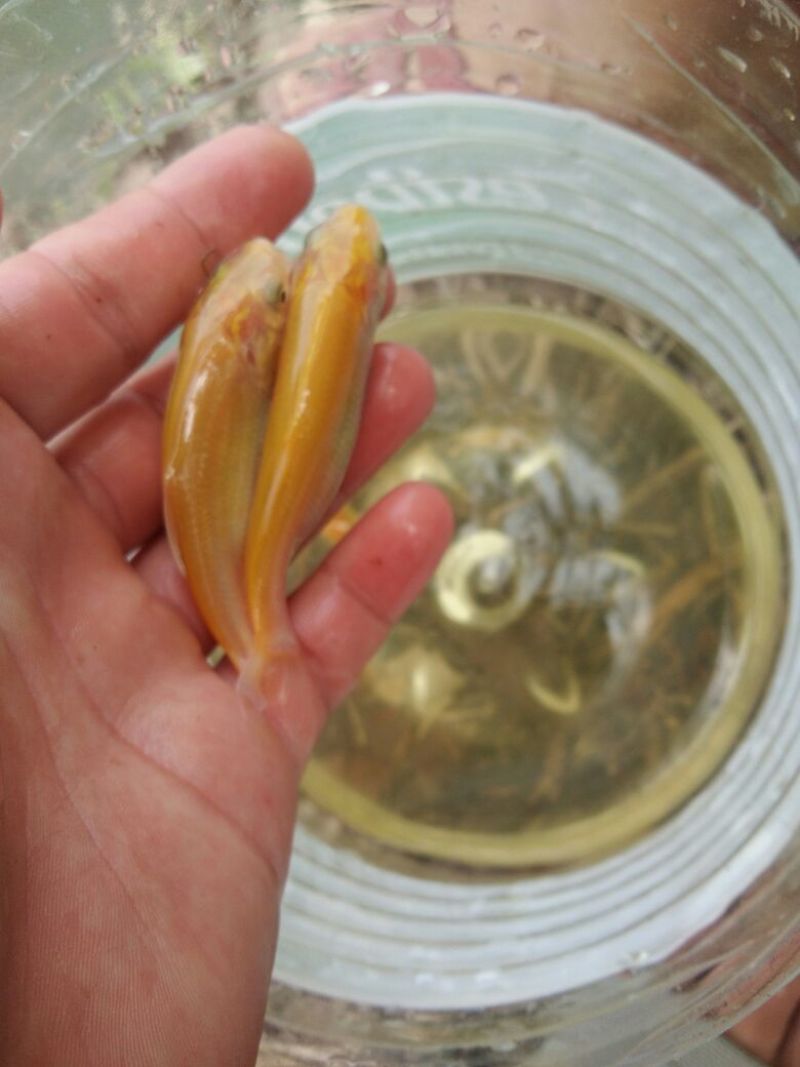 俄罗斯金草鱼(黄金鲩)