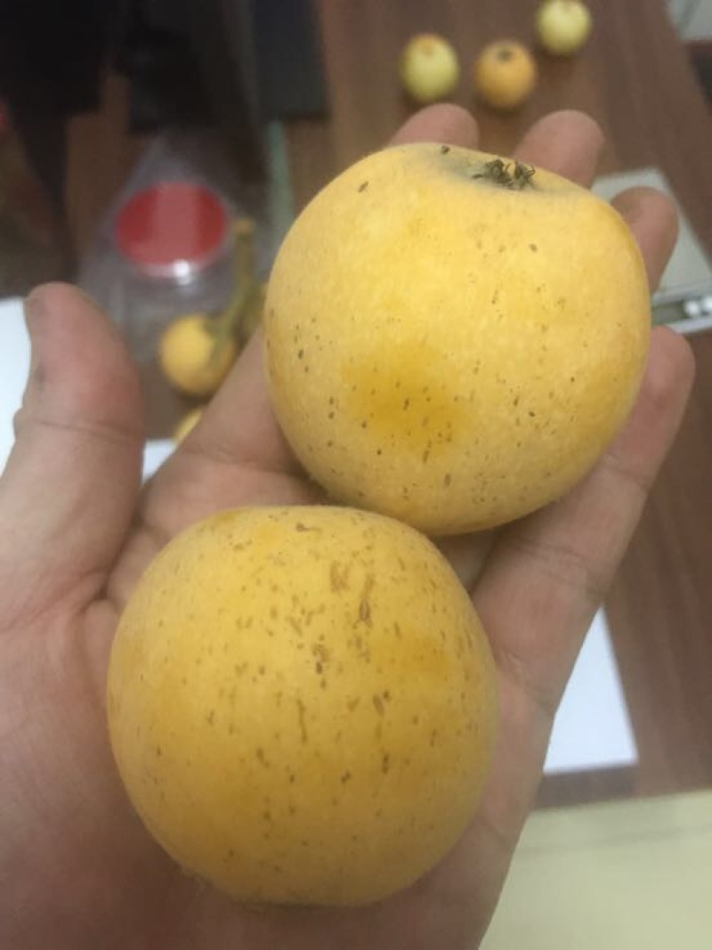 枇杷树苗白枇杷新品种