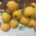 枇杷树苗白枇杷新品种