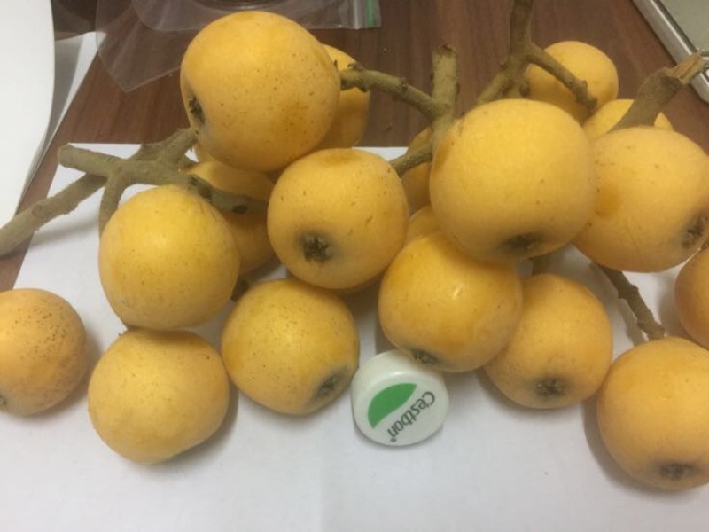 枇杷树苗白枇杷新品种