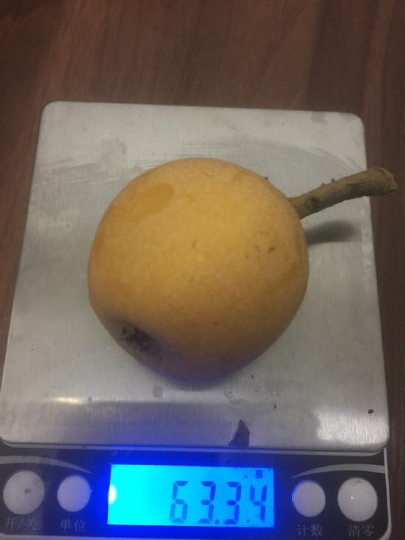 枇杷树苗白枇杷新品种