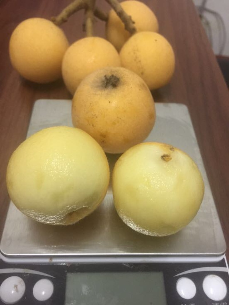 枇杷树苗白枇杷新品种