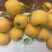 枇杷树苗白枇杷新品种