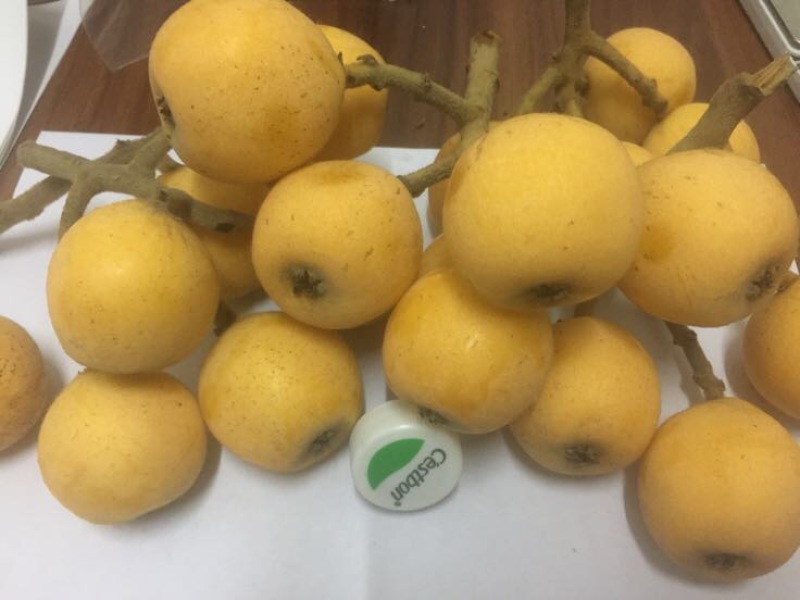 枇杷树苗白枇杷新品种