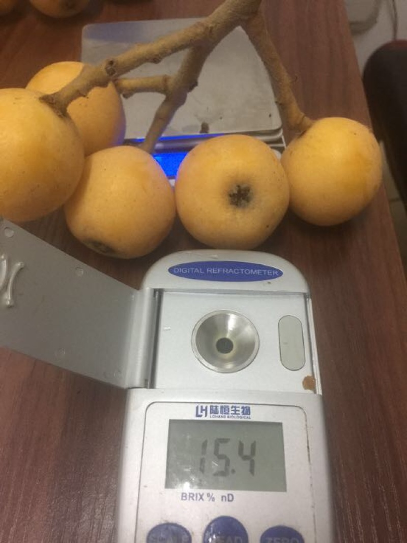 枇杷树苗白枇杷新品种