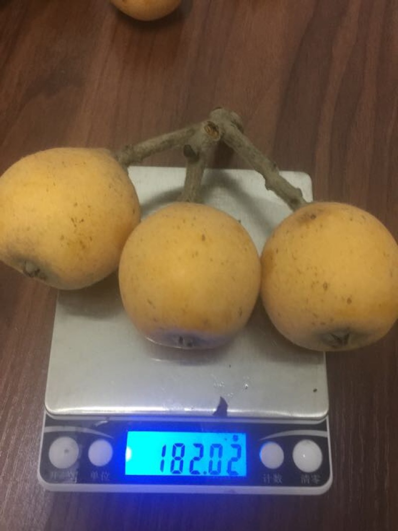 枇杷树苗白枇杷新品种