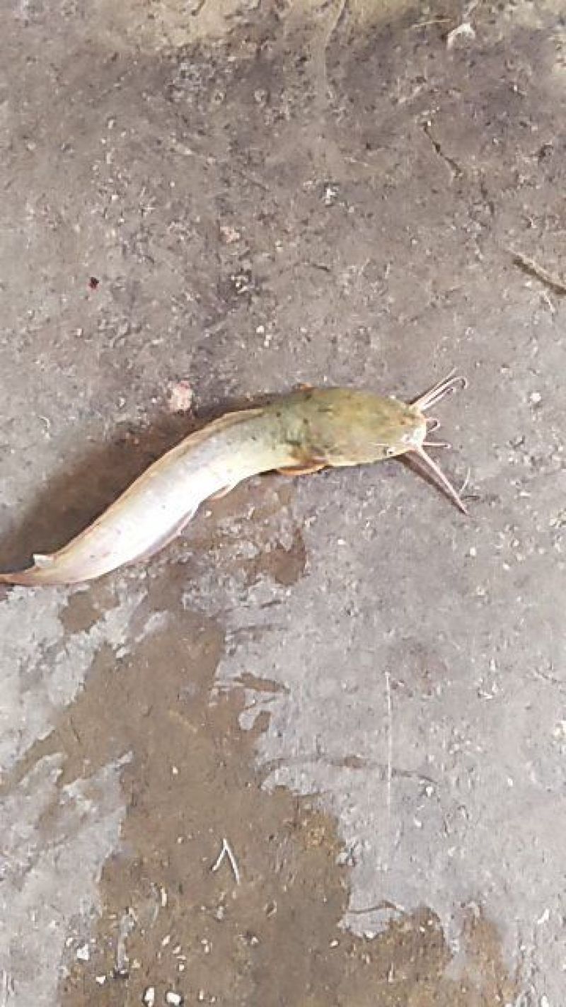 埃及塘角鱼清水生态鱼靓货