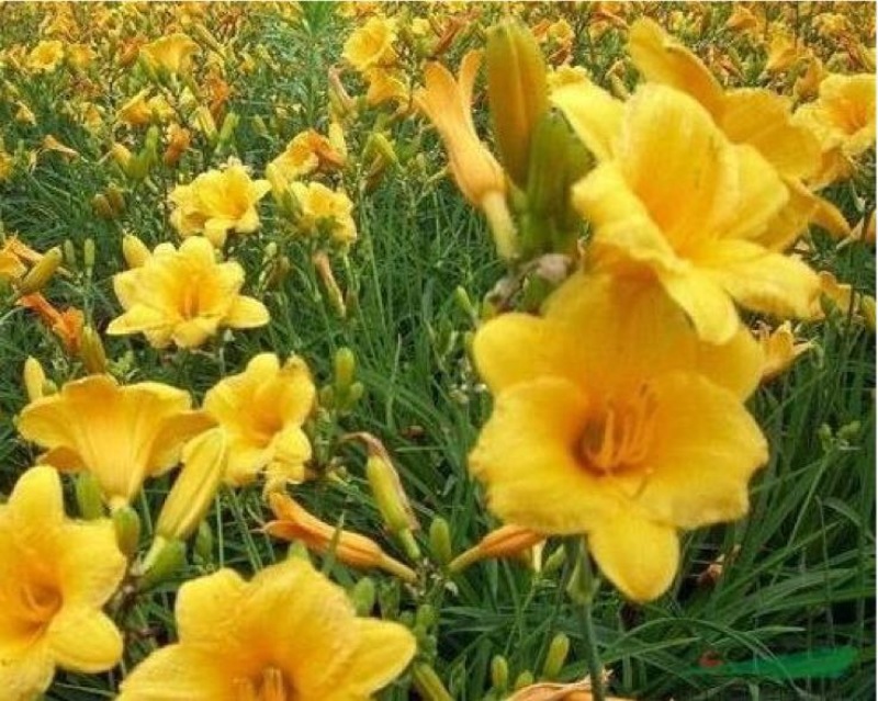 金娃娃萱草大量现货基地直销提供发票