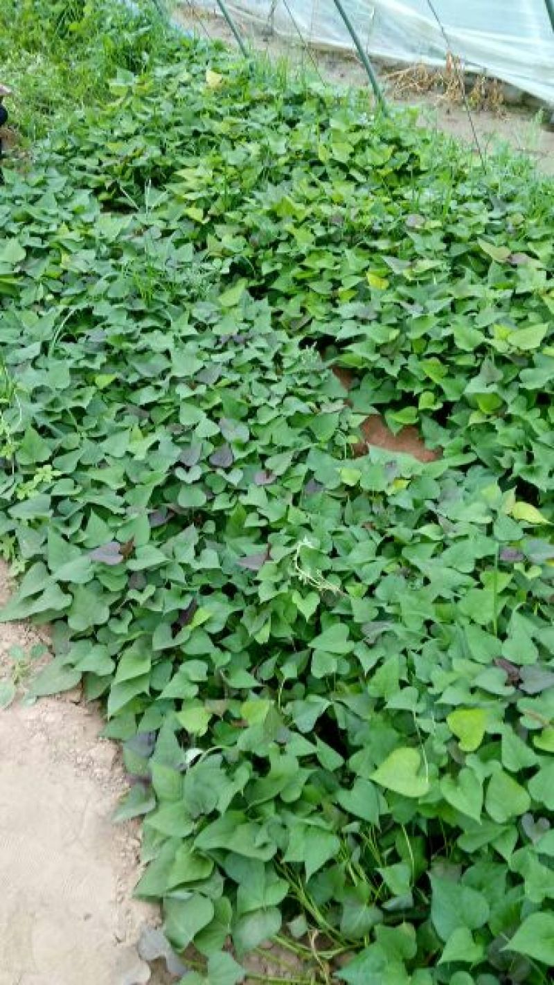西瓜红地瓜芽子