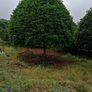 桂花树