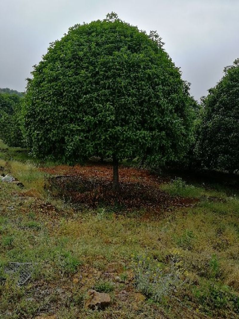 桂花树