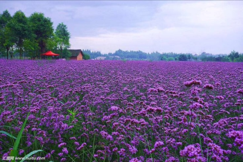 马鞭草