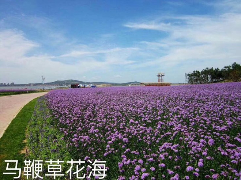 马鞭草