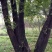 鬼柳树