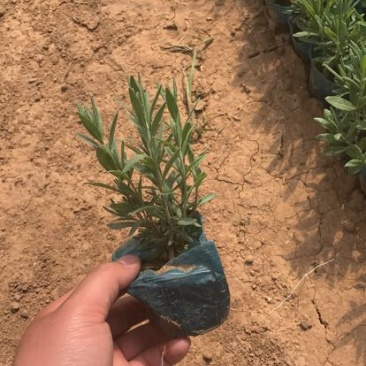 薰衣草