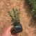 薰衣草