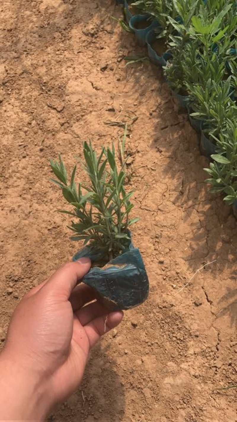 薰衣草