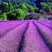 薰衣草