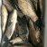 纯野生鲫鱼