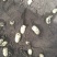 临朐土豆，荷兰十五，基地直供，沙土丘陵种植，皮毛光华耐看
