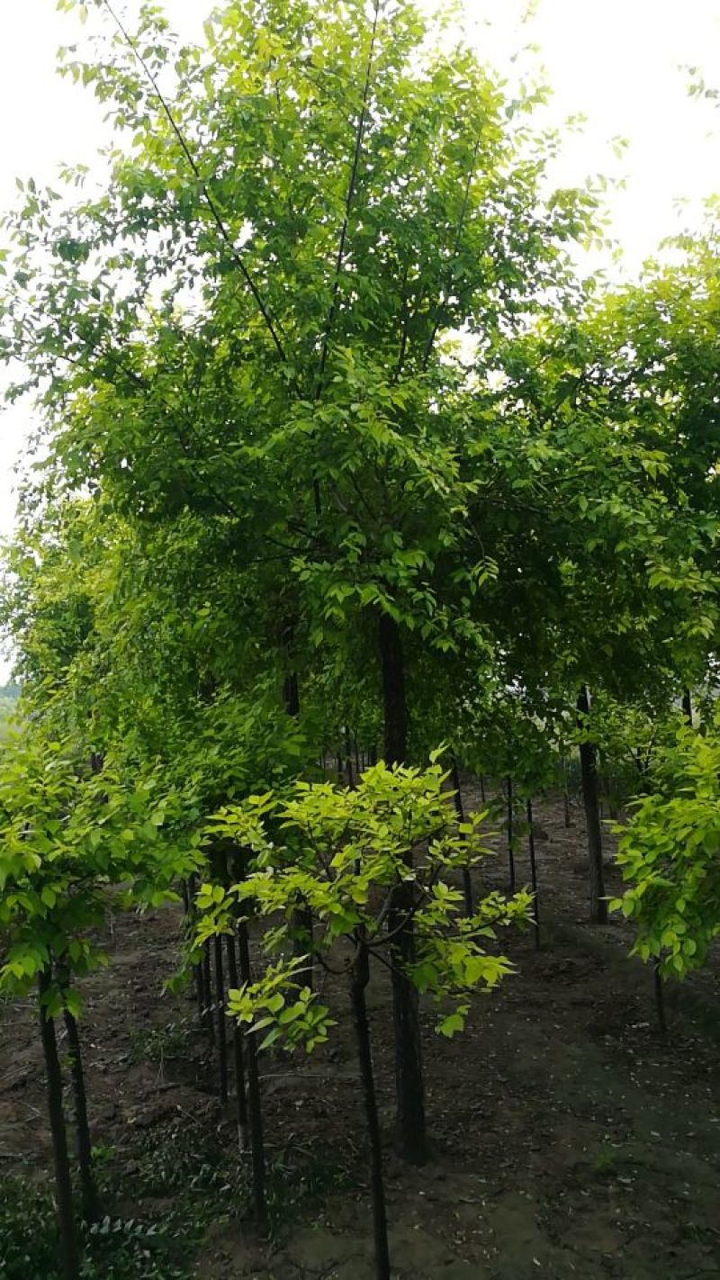 金叶榆8~10cm8~10cm2.5~3m