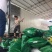 甜玉米，鲜玉米，水果甜玉米太阳花，金银）可以地里视频看货