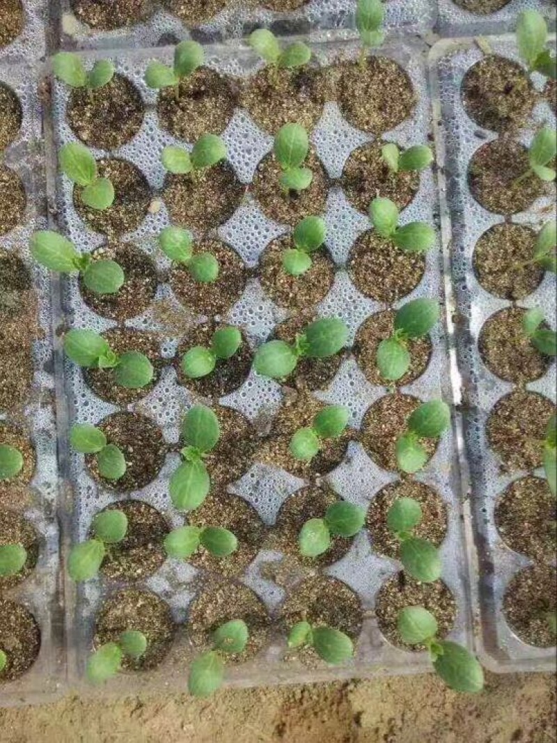 穴盘，育苗盘，苗盘。塑料育苗盘育苗容器，