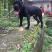 重庆地区长期繁殖四川川东猎犬狗崽正宗大体卡斯罗犬