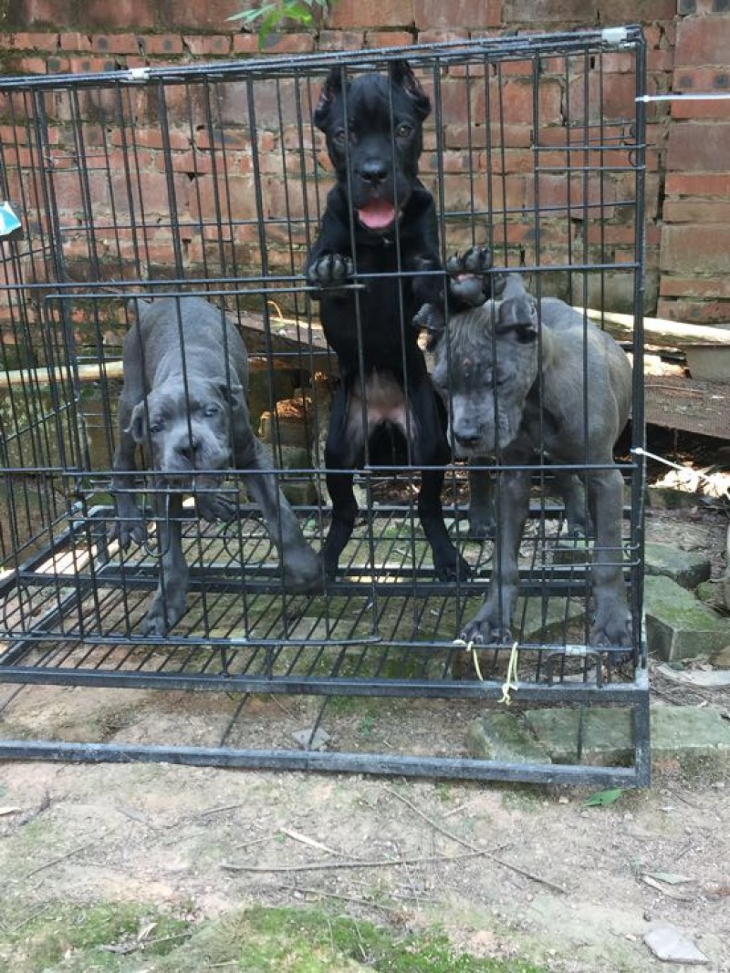重庆地区长期繁殖四川川东猎犬狗崽正宗大体卡斯罗犬