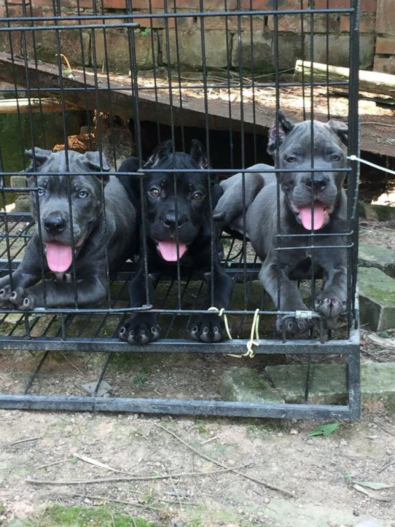 重庆地区长期繁殖四川川东猎犬狗崽正宗大体卡斯罗犬