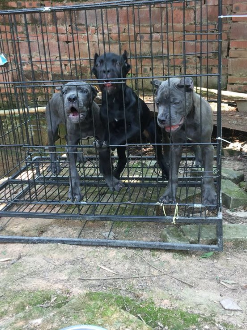 重庆地区长期繁殖四川川东猎犬狗崽正宗大体卡斯罗犬