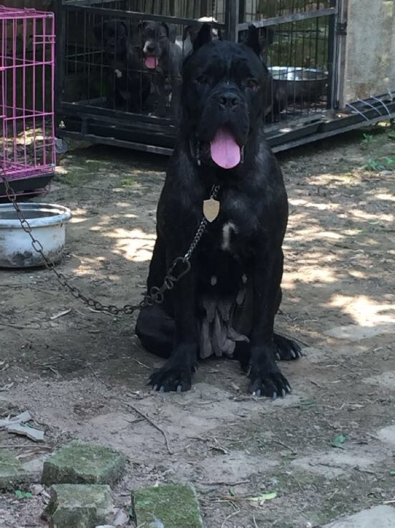 重庆地区长期繁殖四川川东猎犬狗崽正宗大体卡斯罗犬