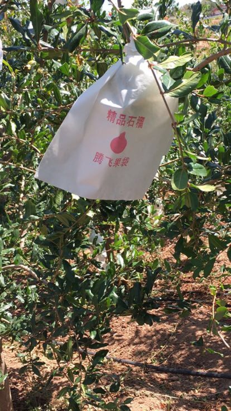 突尼斯软籽石榴