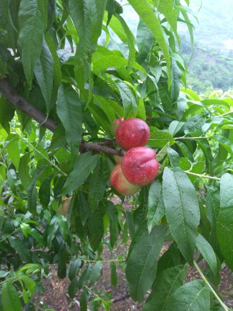 河南赤眉油桃已成熟，品种有518，曙光，