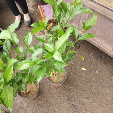 茉莉花