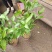 茉莉花