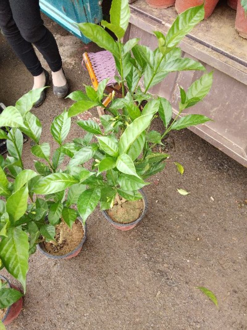 茉莉花