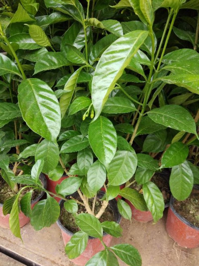 茉莉花
