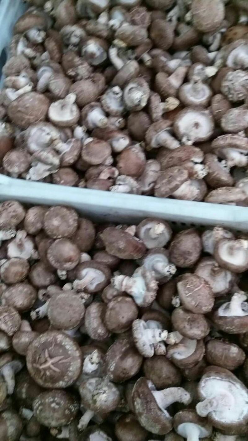 鲜香菇不开伞1%鲜货5~6cm