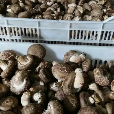 鲜香菇不开伞1%鲜货5~6cm