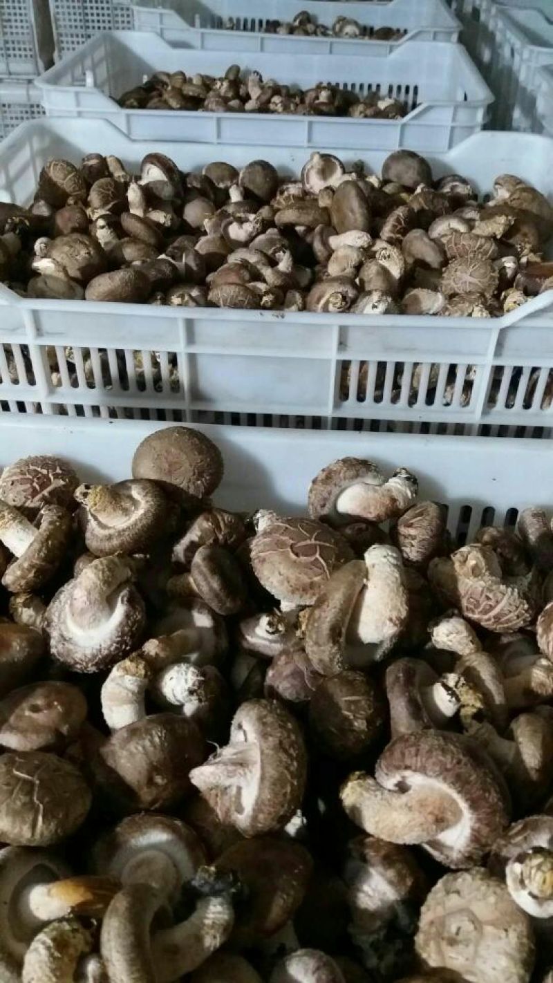 鲜香菇不开伞1%鲜货5~6cm