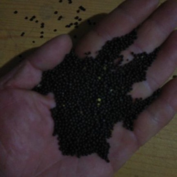油菜籽一级