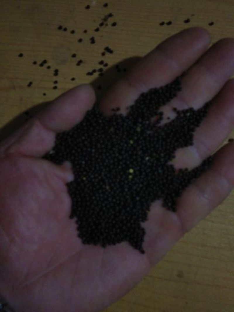 油菜籽一级
