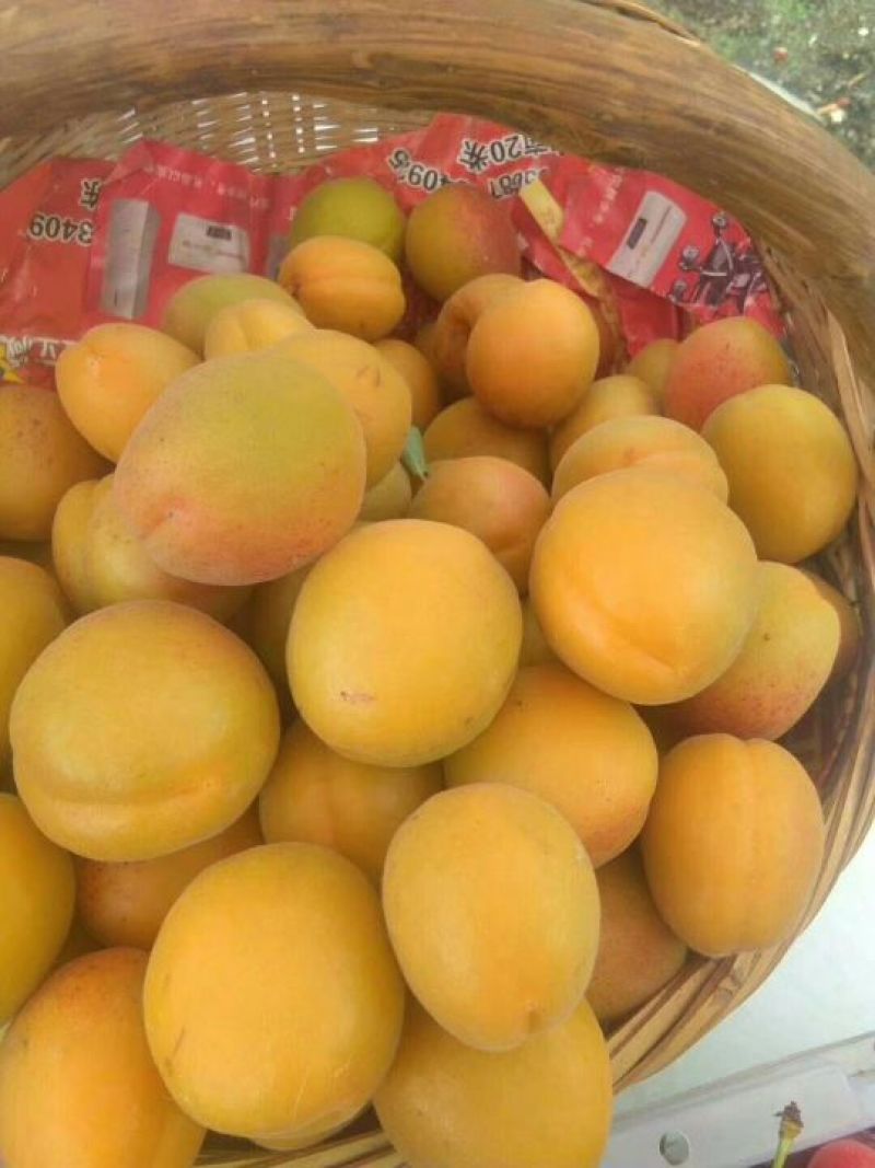 金太阳杏