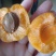 金太阳杏