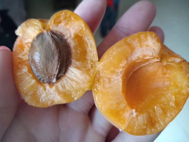 金太阳杏